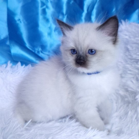 chaton Ragdoll seal point mitted Arya Chatterie de la Griffe des Sage seal point mitted