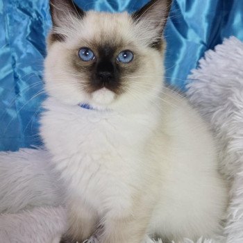 Arya Femelle Ragdoll