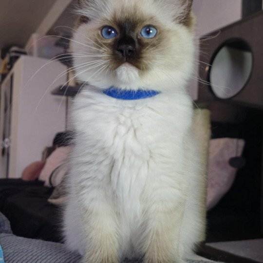 chaton Ragdoll seal point mitted Arya Chatterie de la Griffe des Sage seal point mitted