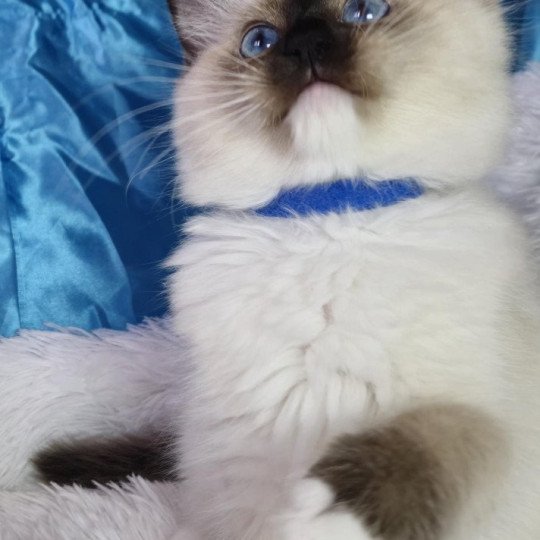 chaton Ragdoll seal point mitted Arya Chatterie de la Griffe des Sage seal point mitted