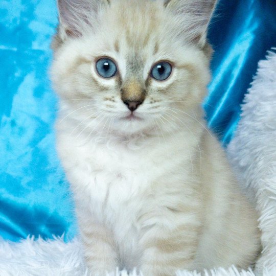 chaton Ragdoll seal tabby point Atlas Chatterie de la Griffe des Sage seal tabby point