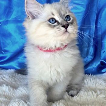 Bastet Femelle Ragdoll