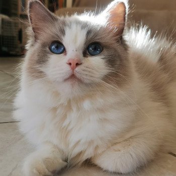 Uma Femelle Ragdoll