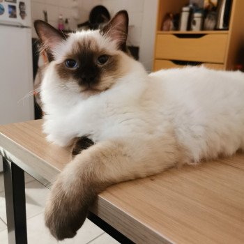 White Mâle Ragdoll