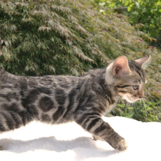 chaton Bengal brown spotted / rosettes Angus du clos masure Chatterie du clos masure brown spotted / rosettes