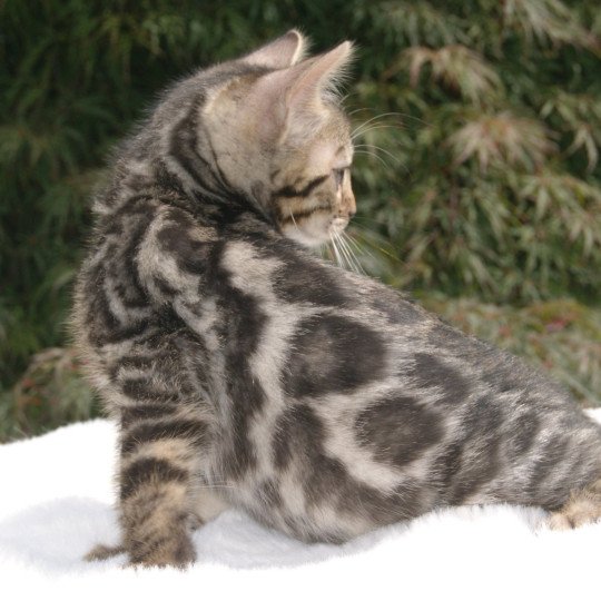 chaton Bengal brown spotted / rosettes Angus du clos masure Chatterie du clos masure brown spotted / rosettes