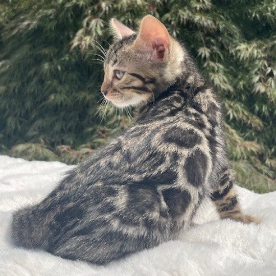 chaton Bengal brown spotted / rosettes Angus du clos masure Chatterie du clos masure brown spotted / rosettes