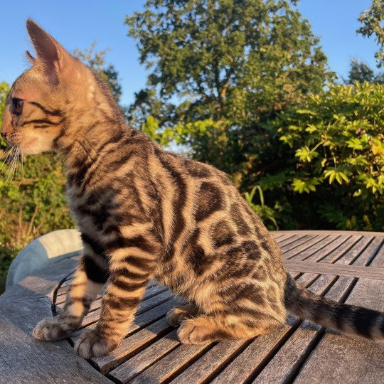 chaton Bengal brown spotted / rosettes Angus du clos masure Chatterie du clos masure brown spotted / rosettes