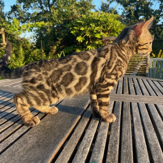 chaton Bengal brown spotted / rosettes Angus du clos masure Chatterie du clos masure brown spotted / rosettes
