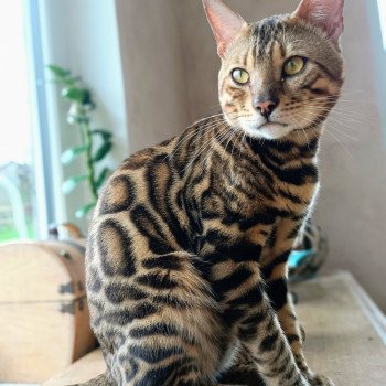 Lexus Mâle Bengal
