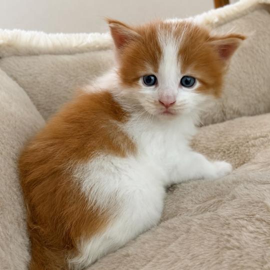 Chaton 1 Mâle Maine coon