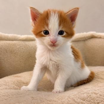 Chaton 2 Mâle Maine coon