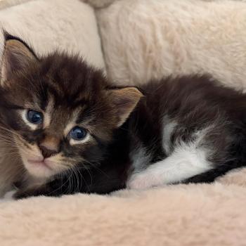 Chaton 3 Mâle Maine coon polydactyle