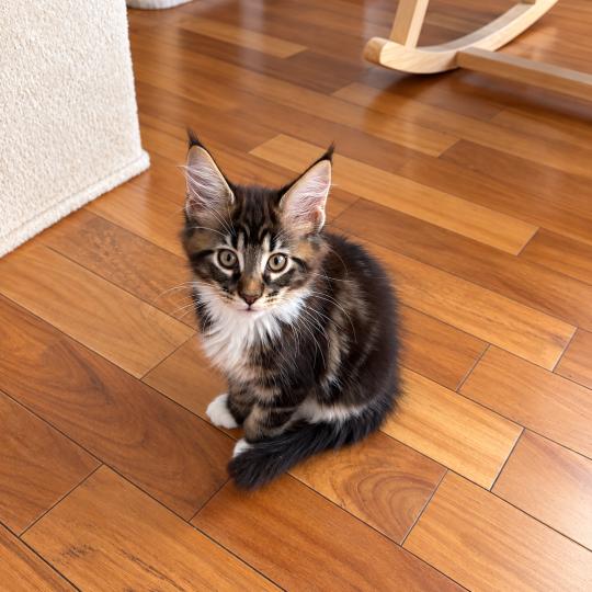 Bogoss P Mâle Maine coon polydactyle