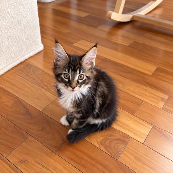 Bogoss P Mâle Maine coon polydactyle