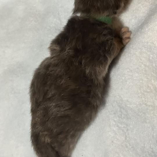 chaton Sibérien blue bicolor Beck Chatterie du ZenÉmoi blue bicolor