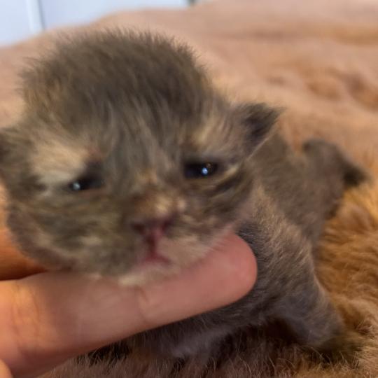 chaton Sibérien blue bicolor Beck Chatterie du ZenÉmoi blue bicolor