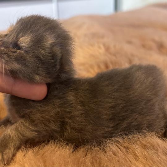 chaton Sibérien blue bicolor Beck Chatterie du ZenÉmoi blue bicolor