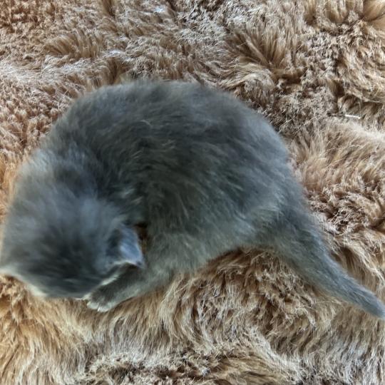 chaton Sibérien blue bicolor Beck Chatterie du ZenÉmoi blue bicolor