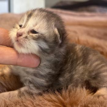 Beck ZenÉmoi Femelle Sibérien