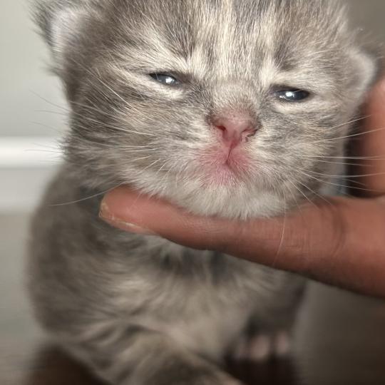 chaton Sibérien blue tortie blotched tabby Bellatrix Botruc Chatterie du ZenÉmoi blue tortie blotched tabby