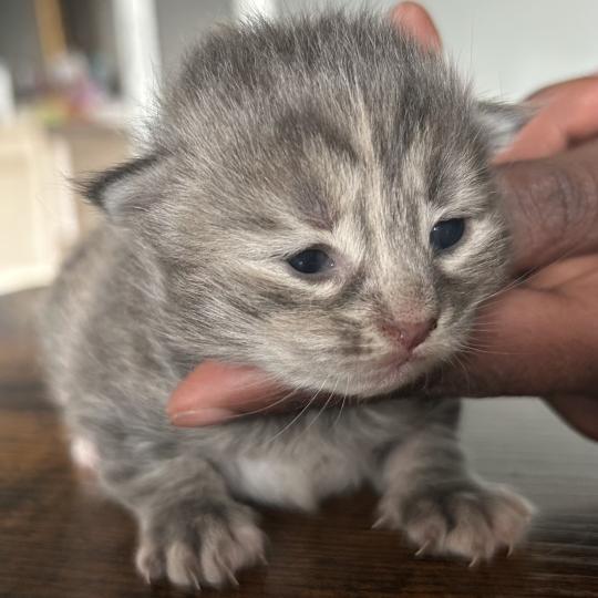 chaton Sibérien blue tortie blotched tabby Bellatrix Botruc Chatterie du ZenÉmoi blue tortie blotched tabby