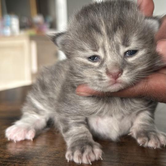chaton Sibérien blue tortie blotched tabby Bellatrix Botruc Chatterie du ZenÉmoi blue tortie blotched tabby