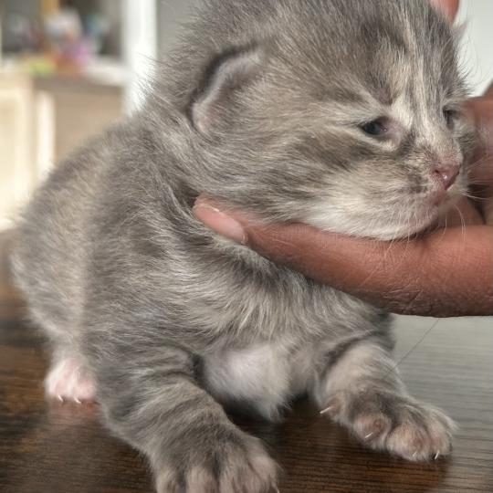 chaton Sibérien blue tortie blotched tabby Bellatrix Botruc Chatterie du ZenÉmoi blue tortie blotched tabby