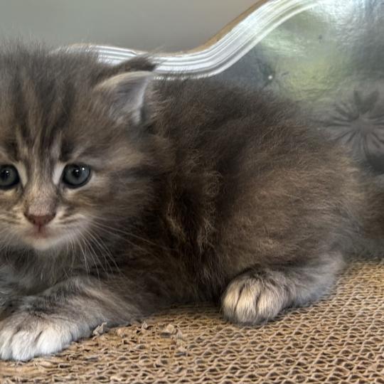 chaton Sibérien blue tortie blotched tabby Bellatrix Botruc Chatterie du ZenÉmoi blue tortie blotched tabby