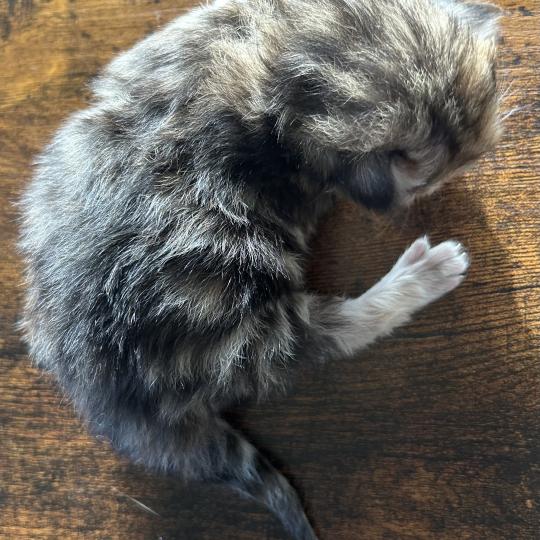 chaton Sibérien brown tortie blotched tabby Bertie Botruc Chatterie du ZenÉmoi brown tortie blotched tabby