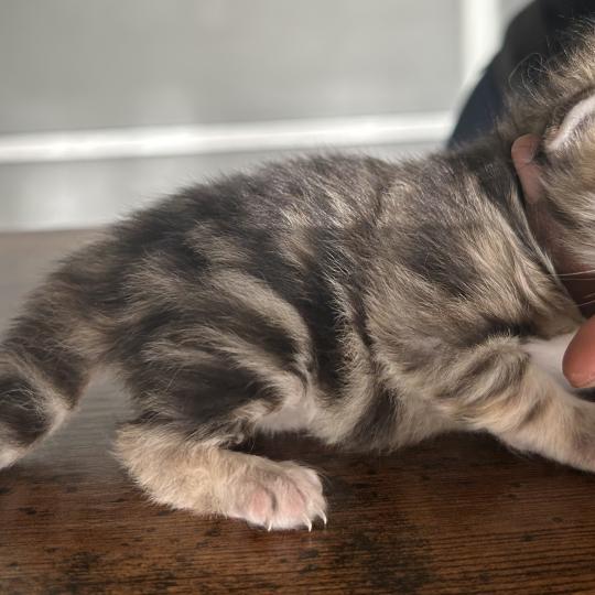 chaton Sibérien brown tortie blotched tabby Bertie Botruc Chatterie du ZenÉmoi brown tortie blotched tabby