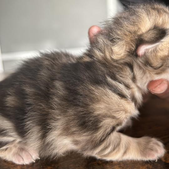 chaton Sibérien brown tortie blotched tabby Bertie Botruc Chatterie du ZenÉmoi brown tortie blotched tabby