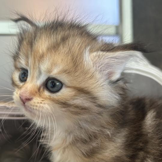 chaton Sibérien brown tortie blotched tabby Bertie Botruc Chatterie du ZenÉmoi brown tortie blotched tabby