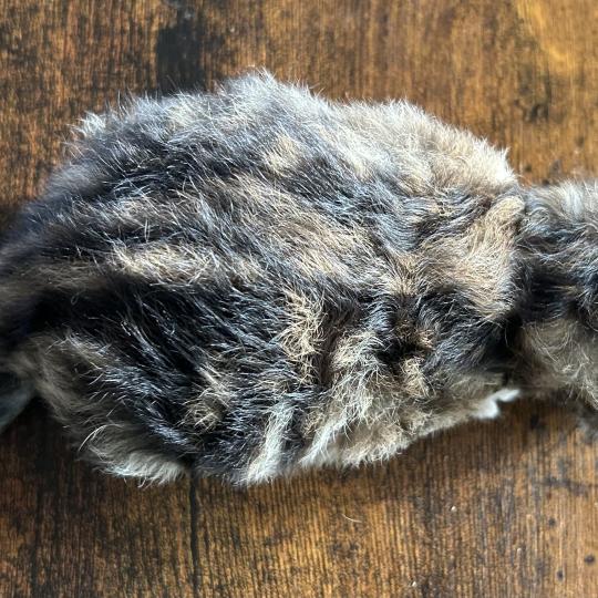 chaton Sibérien brown sunshine blotched tabby Bibin Botruc Chatterie du ZenÉmoi brown sunshine blotched tabby