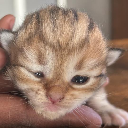 chaton Sibérien brown sunshine blotched tabby Bibin Botruc Chatterie du ZenÉmoi brown sunshine blotched tabby