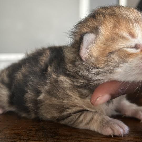 chaton Sibérien brown sunshine blotched tabby Bibin Botruc Chatterie du ZenÉmoi brown sunshine blotched tabby