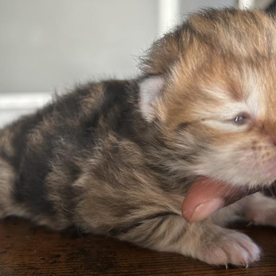 chaton Sibérien brown sunshine blotched tabby Bibin Botruc Chatterie du ZenÉmoi brown sunshine blotched tabby