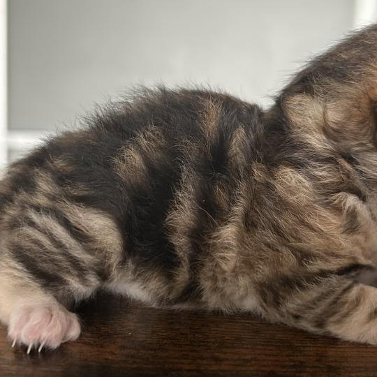 chaton Sibérien brown sunshine blotched tabby Bibin Botruc Chatterie du ZenÉmoi brown sunshine blotched tabby