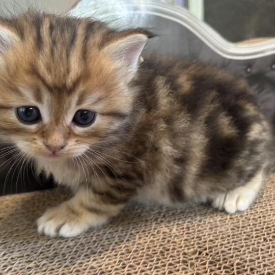 chaton Sibérien brown sunshine blotched tabby Bibin Botruc Chatterie du ZenÉmoi brown sunshine blotched tabby