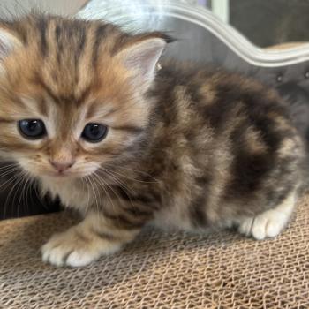 Bibin Botruc ZenÉmoi Femelle Sibérien