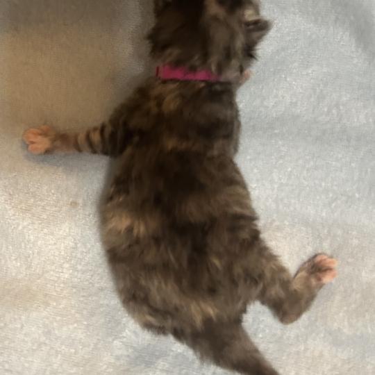 chaton Sibérien blue tortie Björk Chatterie du ZenÉmoi blue tortie 