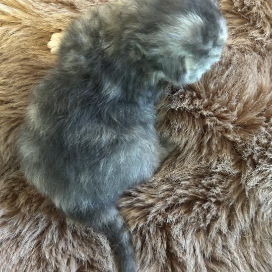 chaton Sibérien blue tortie Björk Chatterie du ZenÉmoi blue tortie 