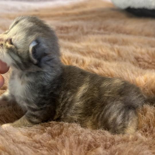 chaton Sibérien blue tortie Björk Chatterie du ZenÉmoi blue tortie 