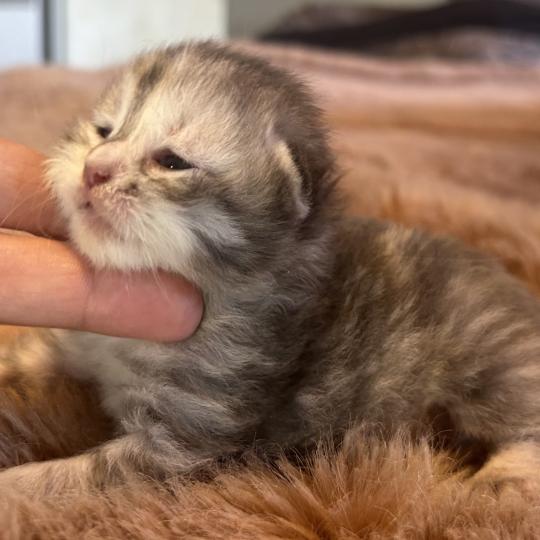 chaton Sibérien blue tortie Björk Chatterie du ZenÉmoi blue tortie 