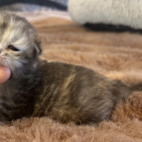 chaton Sibérien blue tortie Björk Chatterie du ZenÉmoi blue tortie 