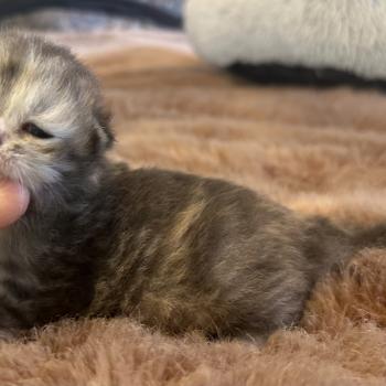 Björk ZenÉmoi Femelle Sibérien