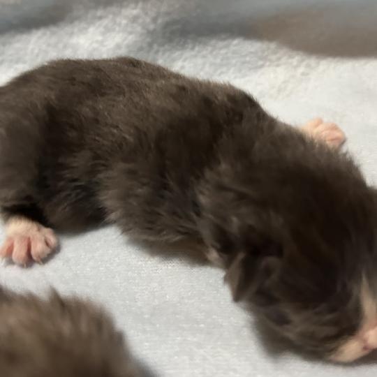 chaton Sibérien blue bicolor Blur Chatterie du ZenÉmoi blue bicolor