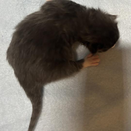 chaton Sibérien blue bicolor Blur Chatterie du ZenÉmoi blue bicolor