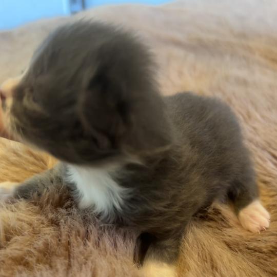 chaton Sibérien blue bicolor Blur Chatterie du ZenÉmoi blue bicolor