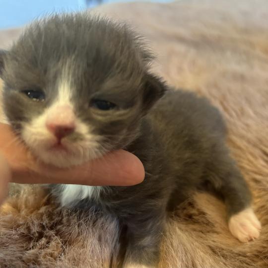 chaton Sibérien blue bicolor Blur Chatterie du ZenÉmoi blue bicolor